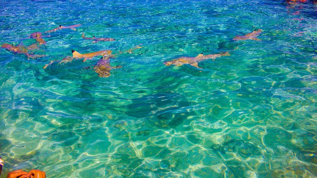 DCIM100GOPROG0150286.